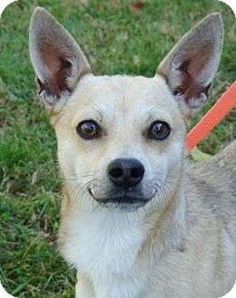 Chihuahua Mix Dog for Sale in Red Bluff, California - Nino Chihuahua Mix Dog for Sale in Red Bluff, California - Nino