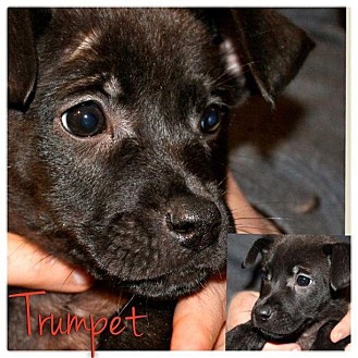 Dachshund/Beagle Mix Puppy for Sale in Westland, Michigan - Trumpet Dachshund/Beagle Mix Puppy for Sale in Westland, Michigan - Trumpet
