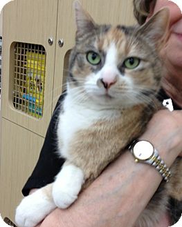 Domestic Shorthair Cat for Sale in Troy, Ohio - Evanthia Domestic Shorthair Cat for Sale in Troy, Ohio - Evanthia