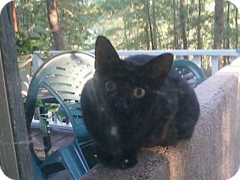 Domestic Shorthair Cat for Sale in Braselton, Georgia - *Diablo Domestic Shorthair Cat for Sale in Braselton, Georgia - *Diablo