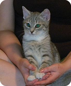 Domestic Shorthair Kitten for Sale in Stafford, Virginia - Grady Domestic Shorthair Kitten for Sale in Stafford, Virginia - Grady
