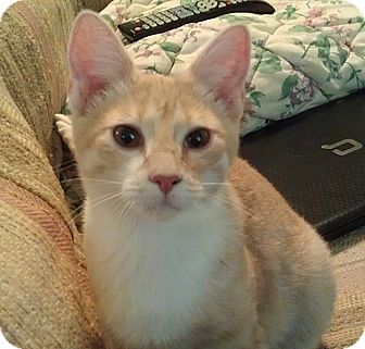 Domestic Shorthair Cat for Sale in Fairbury, Nebraska - Creme Domestic Shorthair Cat for Sale in Fairbury, Nebraska - Creme
