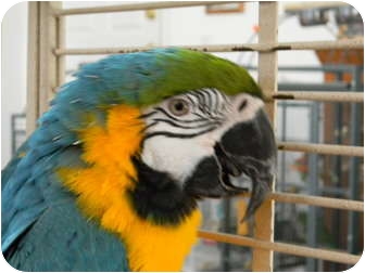 Macaw for Sale in Punta Gorda, Florida - Ollie Macaw for Sale in Punta Gorda, Florida - Ollie
