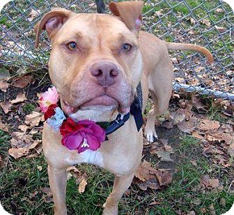American Staffordshire Terrier/Boxer Mix Dog for Sale in selden, New York - Dulce American Staffordshire Terrier/Boxer Mix Dog for Sale in selden, New York - Dulce