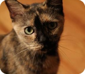 Domestic Shorthair Cat for Sale in Manhattan, New York - MONA Domestic Shorthair Cat for Sale in Manhattan, New York - MONA