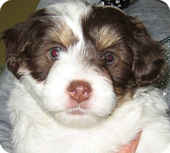 Shih Tzu/Poodle (Miniature) Mix Puppy for Sale in Thousand Oaks, California - Oreo Shih Tzu/Poodle (Miniature) Mix Puppy for Sale in Thousand Oaks, California - Oreo