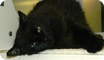 Domestic Longhair Cat for Sale in Cheyenne, Wyoming - Luna Domestic Longhair Cat for Sale in Cheyenne, Wyoming - Luna