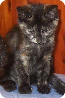 Domestic Shorthair Kitten for Sale in New Haven, Connecticut - CeCe Domestic Shorthair Kitten for Sale in New Haven, Connecticut - CeCe