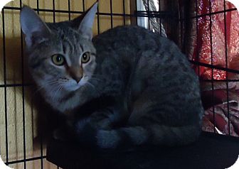 Domestic Shorthair Cat for Sale in Summerville, South Carolina - Lucy Domestic Shorthair Cat for Sale in Summerville, South Carolina - Lucy