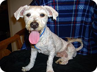 Maltese/Poodle (Miniature) Mix Dog for Sale in Sheridan, Oregon - Gil Maltese/Poodle (Miniature) Mix Dog for Sale in Sheridan, Oregon - Gil