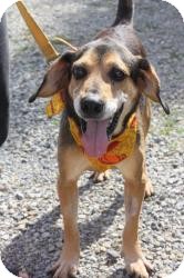Coonhound Mix Dog for Sale in Dover, Ohio - Shiloh Coonhound Mix Dog for Sale in Dover, Ohio - Shiloh