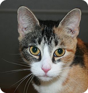 Calico Cat for Sale in Plainville, Massachusetts - Zina Calico Cat for Sale in Plainville, Massachusetts - Zina