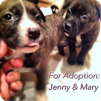 Labrador Retriever/American Staffordshire Terrier Mix Puppy for Sale in Shirley, New York - Mary Labrador Retriever/American Staffordshire Terrier Mix Puppy for Sale in Shirley, New York - Mary