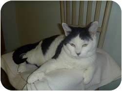 Domestic Shorthair Cat for Sale in Hamburg, New York - Shoeless Joe Jackson Domestic Shorthair Cat for Sale in Hamburg, New York - Shoeless Joe Jackson
