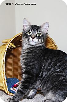 Domestic Shorthair Kitten for Sale in Lincoln, Nebraska - Ash Domestic Shorthair Kitten for Sale in Lincoln, Nebraska - Ash