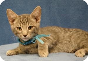Domestic Shorthair Cat for Sale in Sacramento, California - Smokey Grey Domestic Shorthair Cat for Sale in Sacramento, California - Smokey Grey