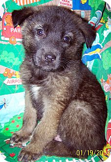 Shepherd (Unknown Type)/Labrador Retriever Mix Puppy for Sale in Niagra Falls, New York - Mailman Shepherd (Unknown Type)/Labrador Retriever Mix Puppy for Sale in Niagra Falls, New York - Mailman