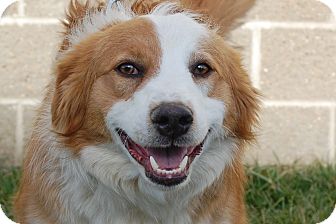 English Shepherd Mix Dog for Sale in London, Kentucky - Slayer English Shepherd Mix Dog for Sale in London, Kentucky - Slayer
