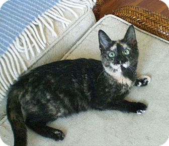 Domestic Shorthair Kitten for Sale in Fairborn, Ohio - Carmella Domestic Shorthair Kitten for Sale in Fairborn, Ohio - Carmella
