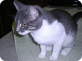 Domestic Shorthair Cat for Sale in New Castle, Pennsylvania - Domestic Shorthair Cat for Sale in New Castle, Pennsylvania -