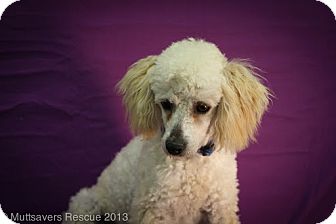 Poodle (Miniature) Mix Puppy for Sale in Broomfield, Colorado - Boyfriend Poodle (Miniature) Mix Puppy for Sale in Broomfield, Colorado - Boyfriend