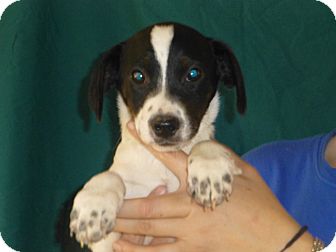 Beagle/Jack Russell Terrier Mix Puppy for Sale in Oviedo, Florida - Dillion Beagle/Jack Russell Terrier Mix Puppy for Sale in Oviedo, Florida - Dillion