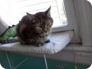 Domestic Shorthair Cat for Sale in Belleville, New Jersey - Frances Domestic Shorthair Cat for Sale in Belleville, New Jersey - Frances