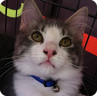 Domestic Mediumhair Kitten for Sale in Winchester, California - Luigi Domestic Mediumhair Kitten for Sale in Winchester, California - Luigi