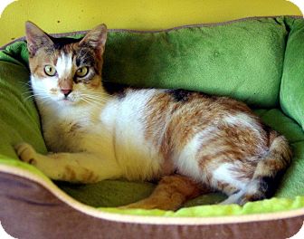 Calico Cat for Sale in Mobile, Alabama - Brittany Calico Cat for Sale in Mobile, Alabama - Brittany