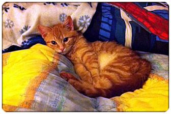 Domestic Shorthair Cat for Sale in Sterling Heights, Michigan - Franklin - ADOPTED! Domestic Shorthair Cat for Sale in Sterling Heights, Michigan - Franklin - ADOPTED!