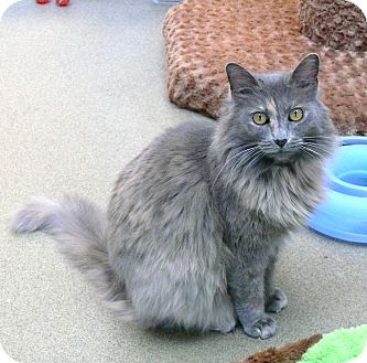 Domestic Longhair Cat for Sale in Chula Vista, California - Bianca Domestic Longhair Cat for Sale in Chula Vista, California - Bianca