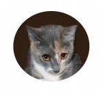 Domestic Shorthair Cat for Sale in Colorado Springs, Colorado - Christy Domestic Shorthair Cat for Sale in Colorado Springs, Colorado - Christy