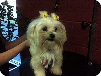 Maltese Dog for Sale in Hazard, Kentucky - Marylin Maltese Dog for Sale in Hazard, Kentucky - Marylin