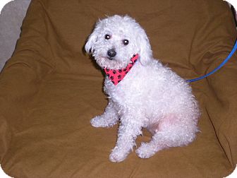 Poodle (Miniature) Dog for Sale in New Castle, Pennsylvania - Poodle (Miniature) Dog for Sale in New Castle, Pennsylvania -