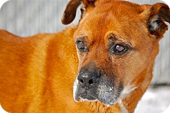 Boxer Mix Dog for Sale in Meridian, Idaho - Maverick Boxer Mix Dog for Sale in Meridian, Idaho - Maverick