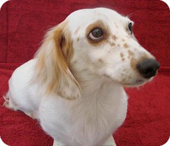 Dachshund Dog for Sale in Atascadero, California - Rory Dachshund Dog for Sale in Atascadero, California - Rory