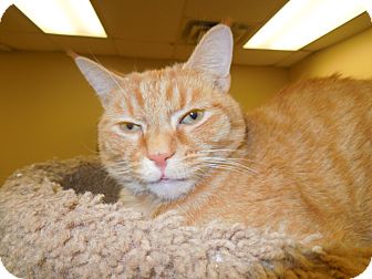 Domestic Shorthair Cat for Sale in Medina, Ohio - Jaspurr Domestic Shorthair Cat for Sale in Medina, Ohio - Jaspurr