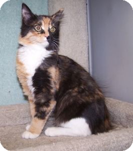 Domestic Shorthair Kitten for Sale in Colorado Springs, Colorado - K-Dave1-Petal Domestic Shorthair Kitten for Sale in Colorado Springs, Colorado - K-Dave1-Petal
