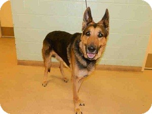 German Shepherd Dog Dog for Sale in North Wales, Pennsylvania - Adolph German Shepherd Dog Dog for Sale in North Wales, Pennsylvania - Adolph