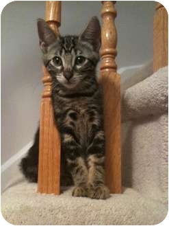 Domestic Shorthair Cat for Sale in Mississauga, Ontario, Ontario - Chanterelle Domestic Shorthair Cat for Sale in Mississauga, Ontario, Ontario - Chanterelle