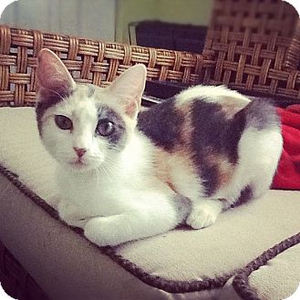 Domestic Shorthair Kitten for Sale in St. Louis, Missouri - Shelby Domestic Shorthair Kitten for Sale in St. Louis, Missouri - Shelby