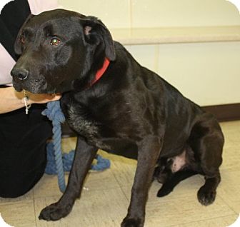 Labrador Retriever Dog for Sale in Sherman, Connecticut - Max Labrador Retriever Dog for Sale in Sherman, Connecticut - Max