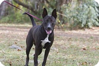 American Pit Bull Terrier/Australian Cattle Dog Mix Dog for Sale in Gainesville, Florida - Jolene American Pit Bull Terrier/Australian Cattle Dog Mix Dog for Sale in Gainesville, Florida - Jolene