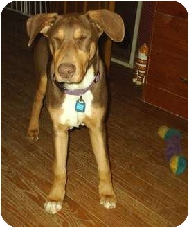 Doberman Pinscher/Coonhound Mix Dog for Sale in cedar grove, Indiana - Lenny Doberman Pinscher/Coonhound Mix Dog for Sale in cedar grove, Indiana - Lenny