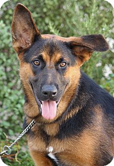 German Shepherd Dog Mix Dog for Sale in Los Angeles, California - Thunder von Templin German Shepherd Dog Mix Dog for Sale in Los Angeles, California - Thunder von Templin