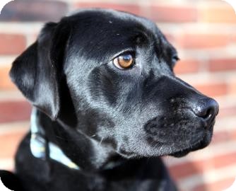 Labrador Retriever Mix Dog for Sale in Kettering, Ohio - Rose Labrador Retriever Mix Dog for Sale in Kettering, Ohio - Rose