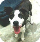 Great Dane Mix Dog for Sale in Manchester, Connecticut - Ruby Great Dane Mix Dog for Sale in Manchester, Connecticut - Ruby