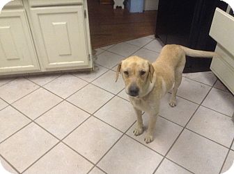 Golden Retriever/Labrador Retriever Mix Dog for Sale in Oldsmar, Florida - Zabrina Golden Retriever/Labrador Retriever Mix Dog for Sale in Oldsmar, Florida - Zabrina