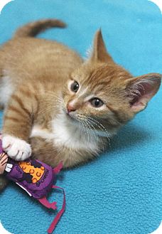 Domestic Shorthair Kitten for Sale in Chicago, Illinois - Shamrock Domestic Shorthair Kitten for Sale in Chicago, Illinois - Shamrock