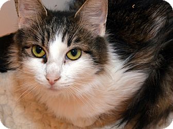 Maine Coon Cat for Sale in Brooklyn, New York - Kim Maine Coon Cat for Sale in Brooklyn, New York - Kim